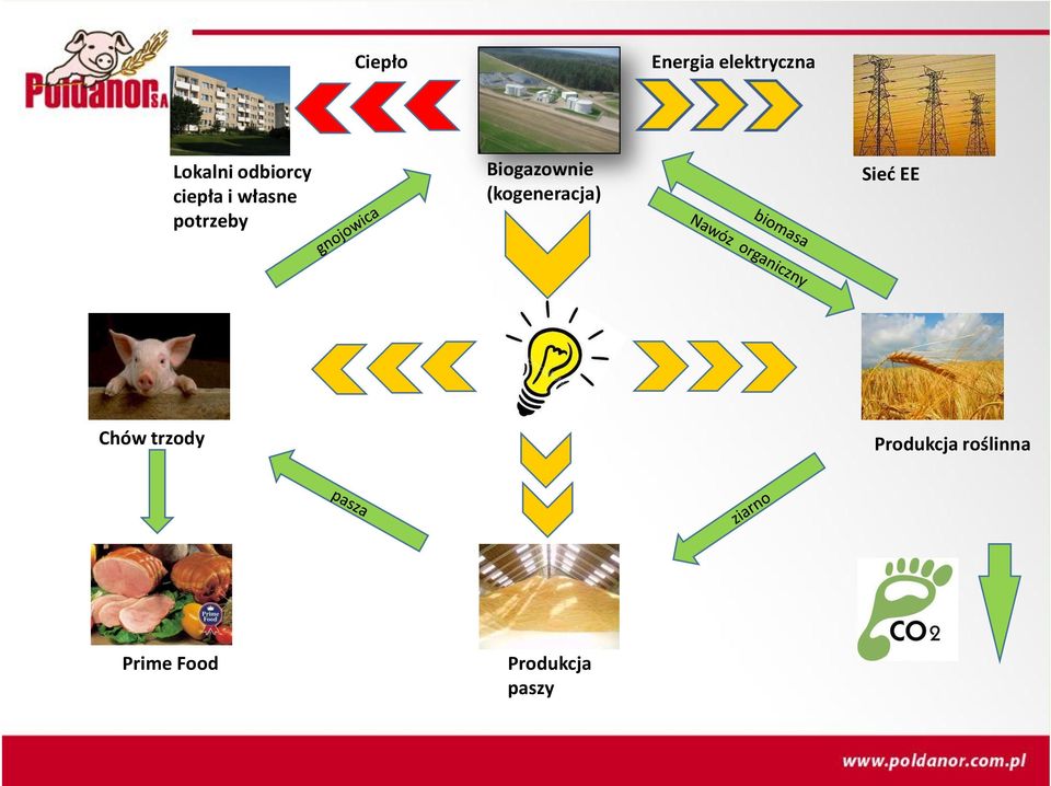 Biogazownie (kogeneracja) Sieć EE Chów