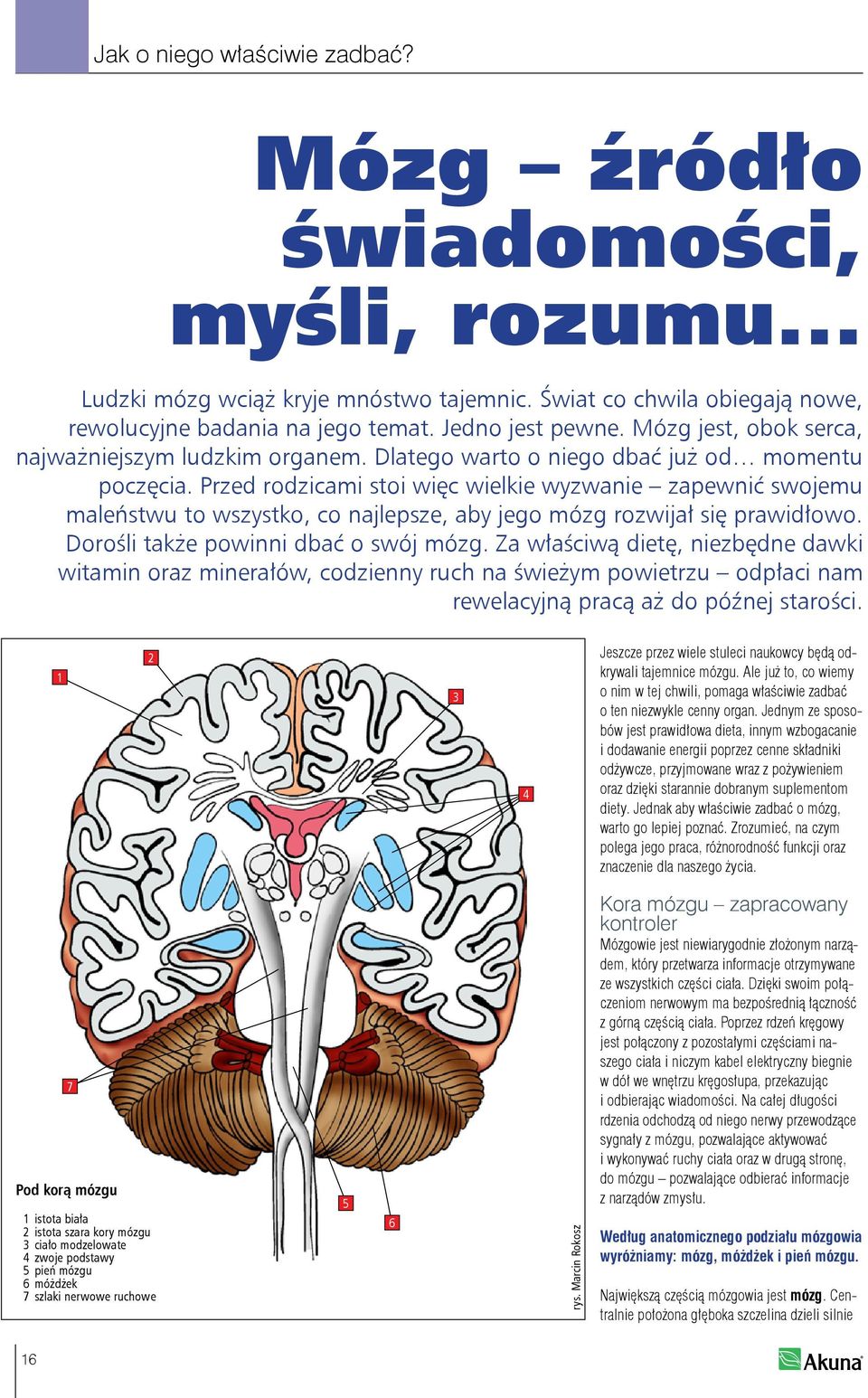 Przed rodzicami stoi więc wielkie wyzwanie zapewnić swojemu maleństwu to wszystko, co najlepsze, aby jego mózg rozwijał się prawidłowo. Dorośli także powinni dbać o swój mózg.