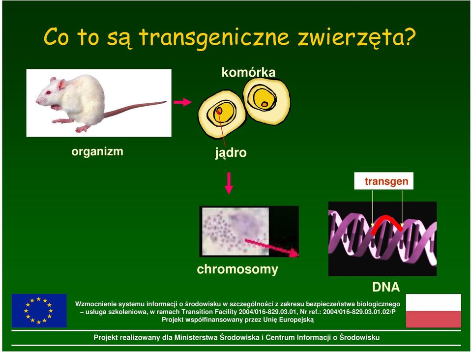 zwierzęta?