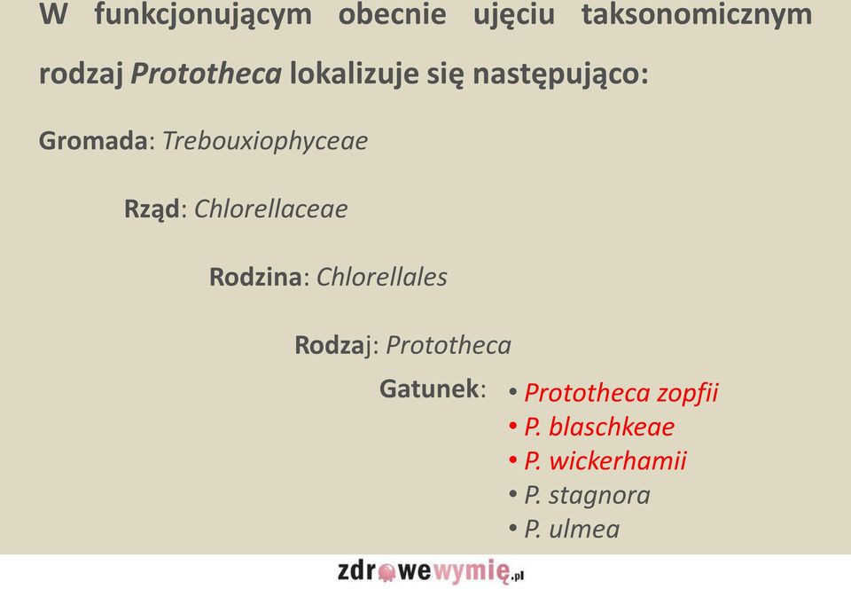 Trebouxiophyceae Rząd: Chlorellaceae Rodzina: Chlorellales