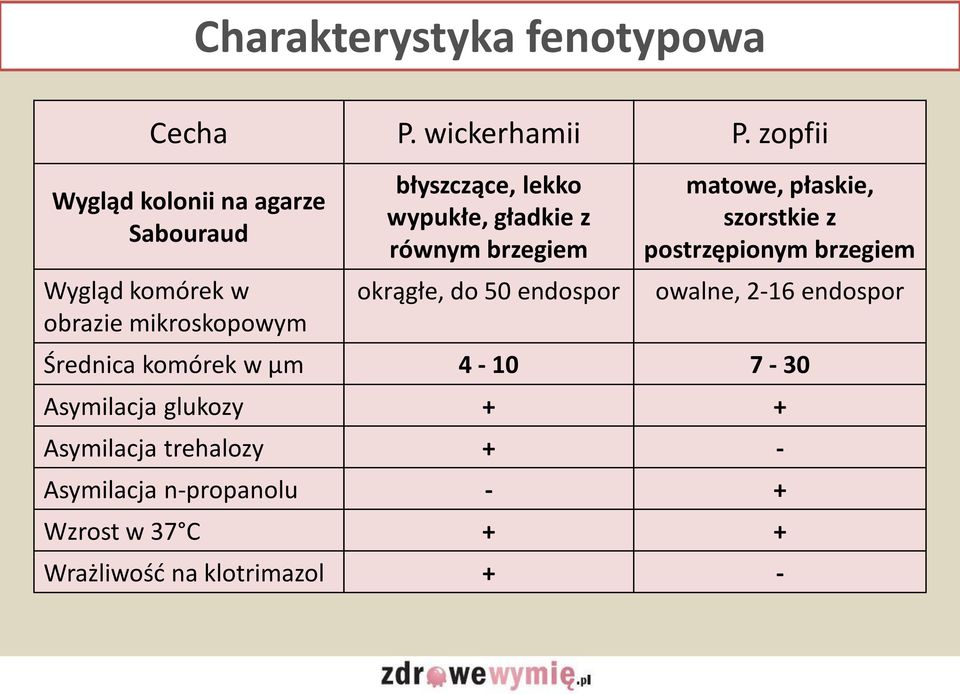 gładkie z równym brzegiem okrągłe, do 50 endospor matowe, płaskie, szorstkie z postrzępionym brzegiem owalne,