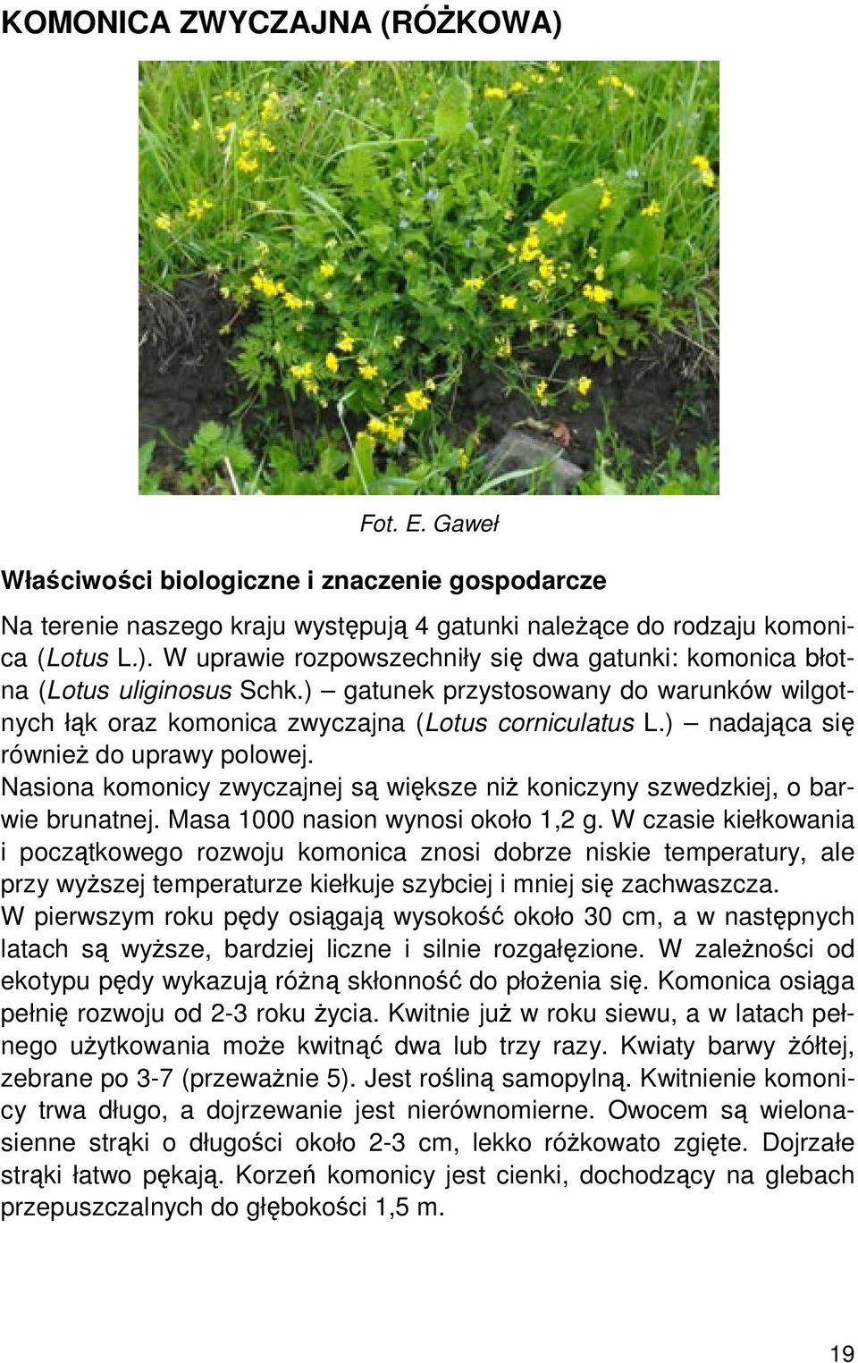 Nasiona komonicy zwyczajnej są większe niż koniczyny szwedzkiej, o barwie brunatnej. Masa 1000 nasion wynosi około 1,2 g.