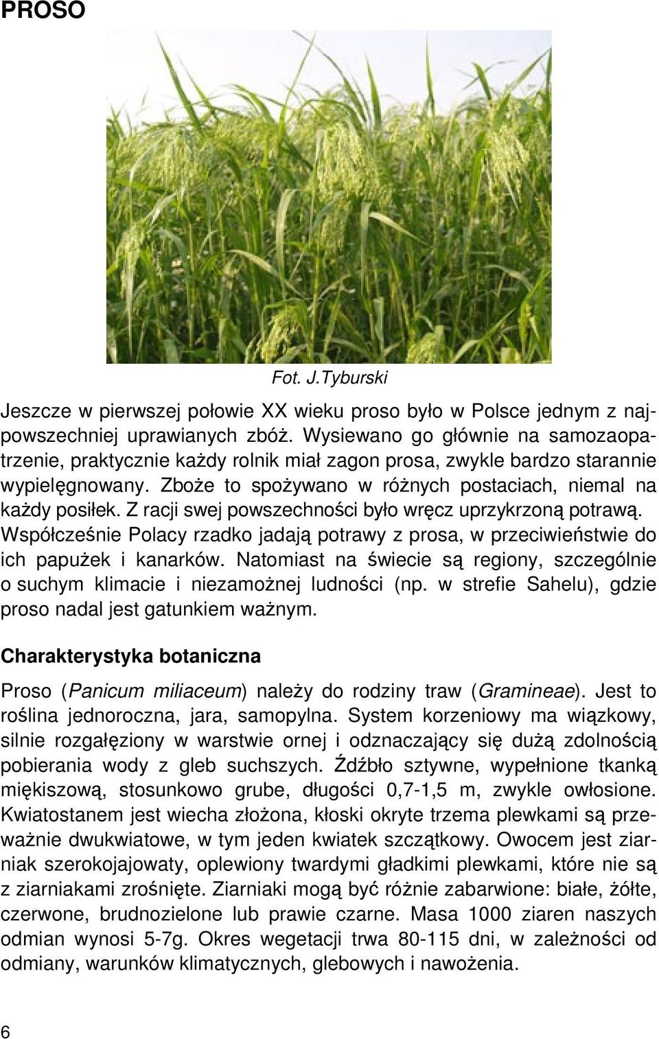 Z racji swej powszechności było wręcz uprzykrzoną potrawą. Współcześnie Polacy rzadko jadają potrawy z prosa, w przeciwieństwie do ich papużek i kanarków.