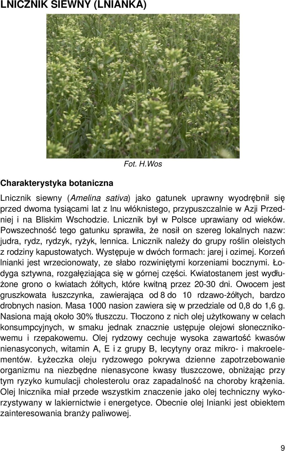 Lnicznik był w Polsce uprawiany od wieków. Powszechność tego gatunku sprawiła, że nosił on szereg lokalnych nazw: judra, rydz, rydzyk, ryżyk, lennica.