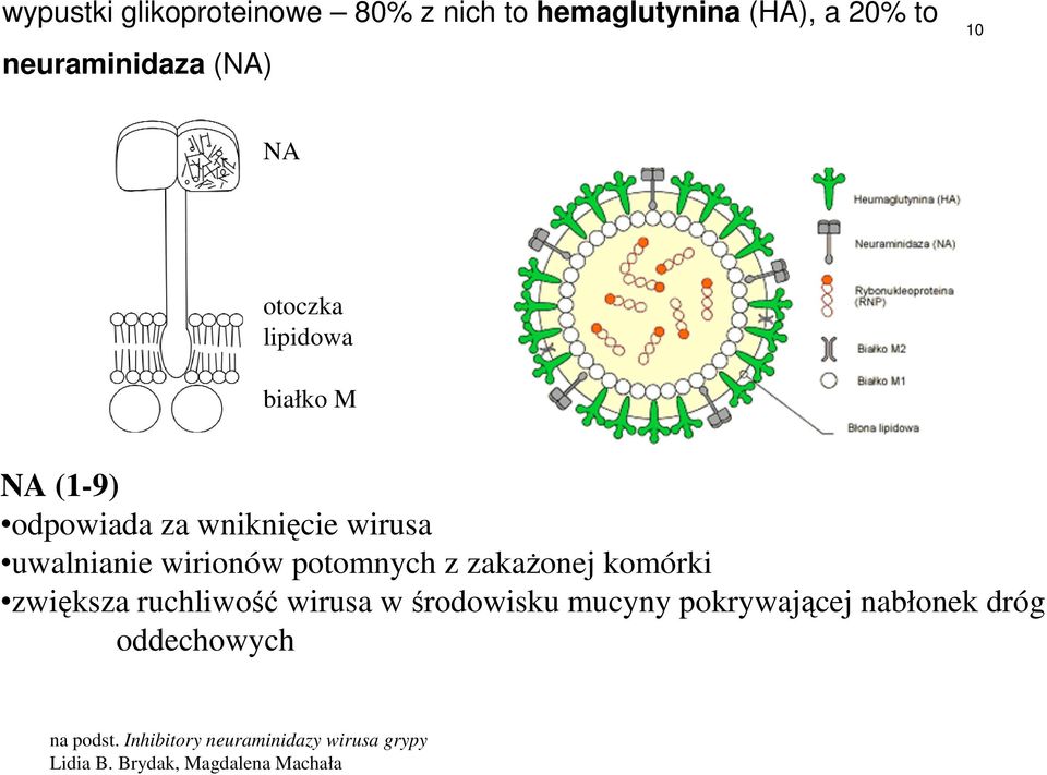 potomnych z zakażonej komórki zwiększa ruchliwość wirusa w środowisku mucyny pokrywającej