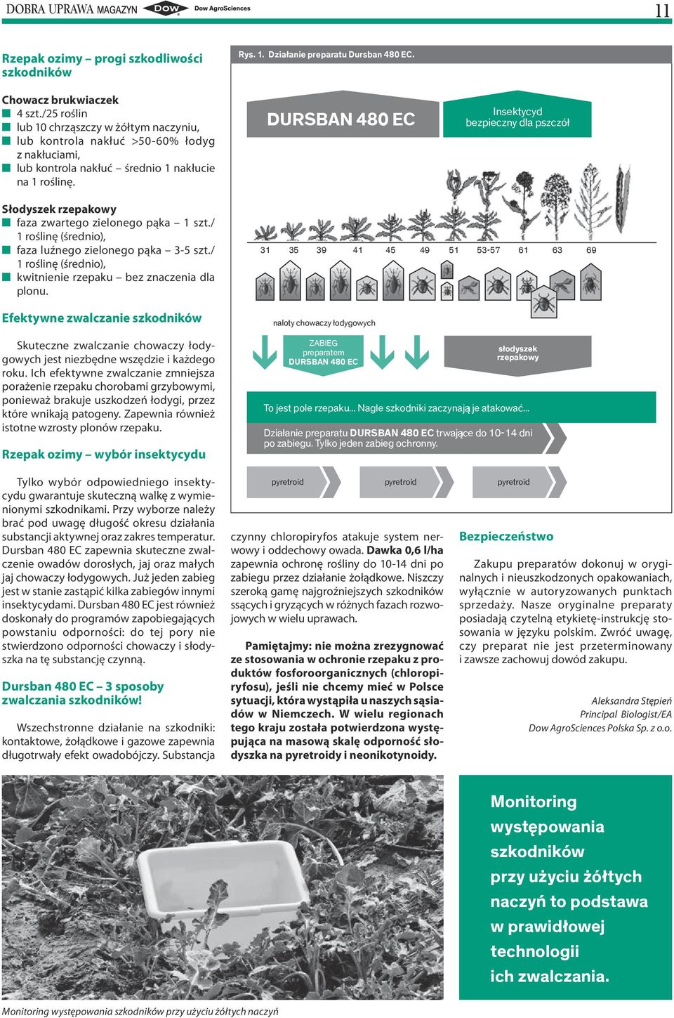 DURSBAN 480 EC Insektycyd bezpieczny dla pszczół Słodyszek rzepakowy faza zwartego zielonego pąka 1 szt./ 1 roślinę (średnio), faza luźnego zielonego pąka 3-5 szt.