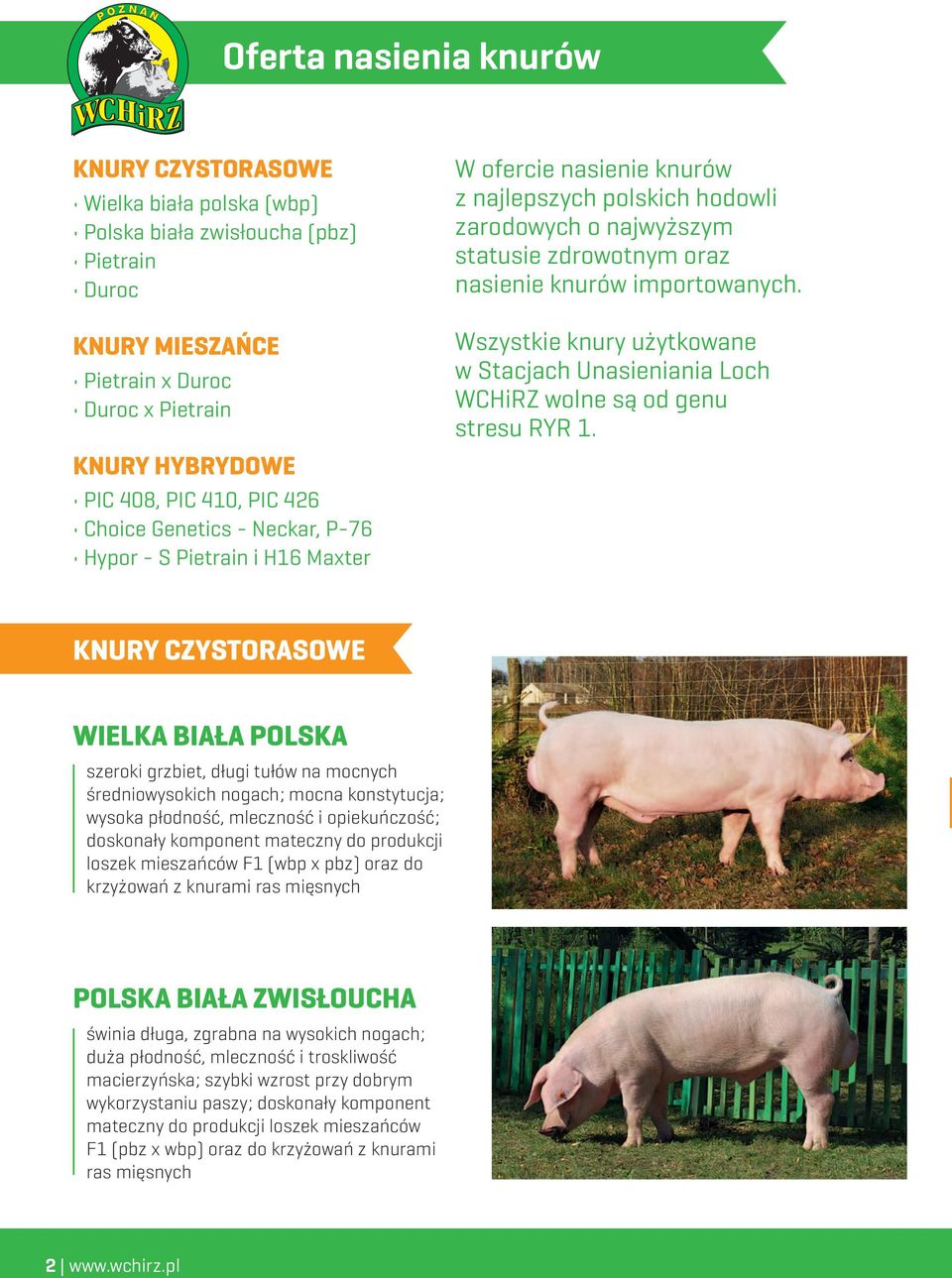 Wszystkie knury użytkowane w Stacjach Unasieniania Loch WCHiRZ wolne są od genu stresu RYR 1.