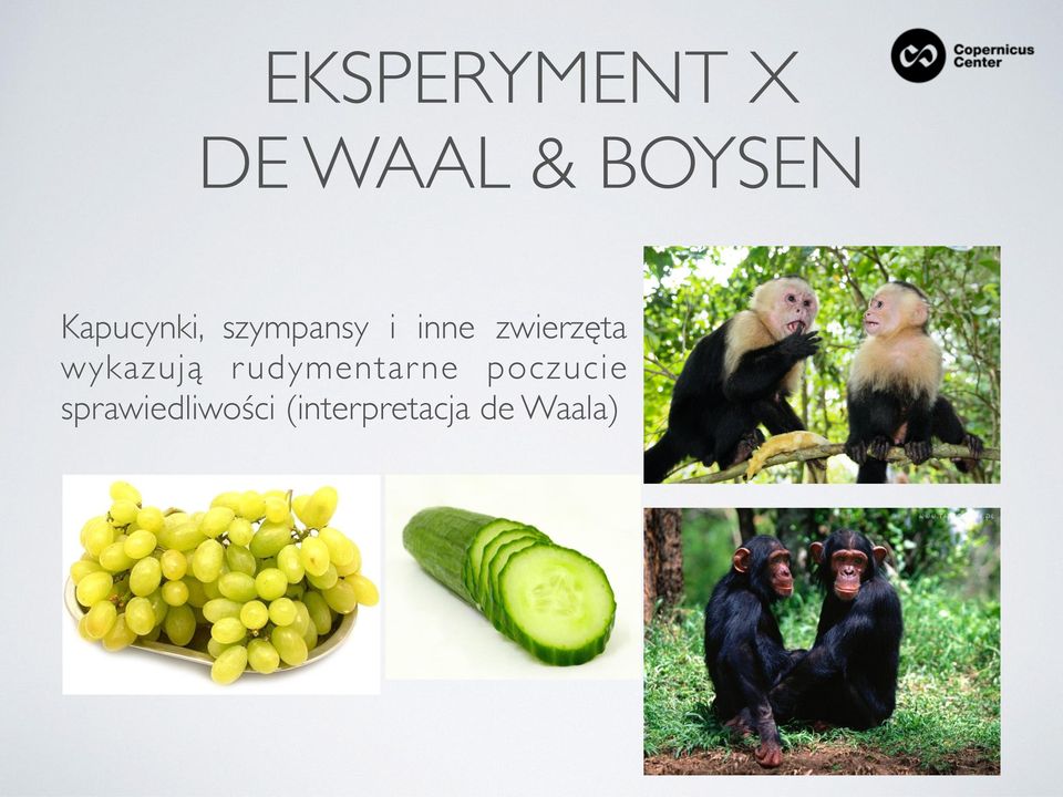 zwierzęta wykazują rudymentarne