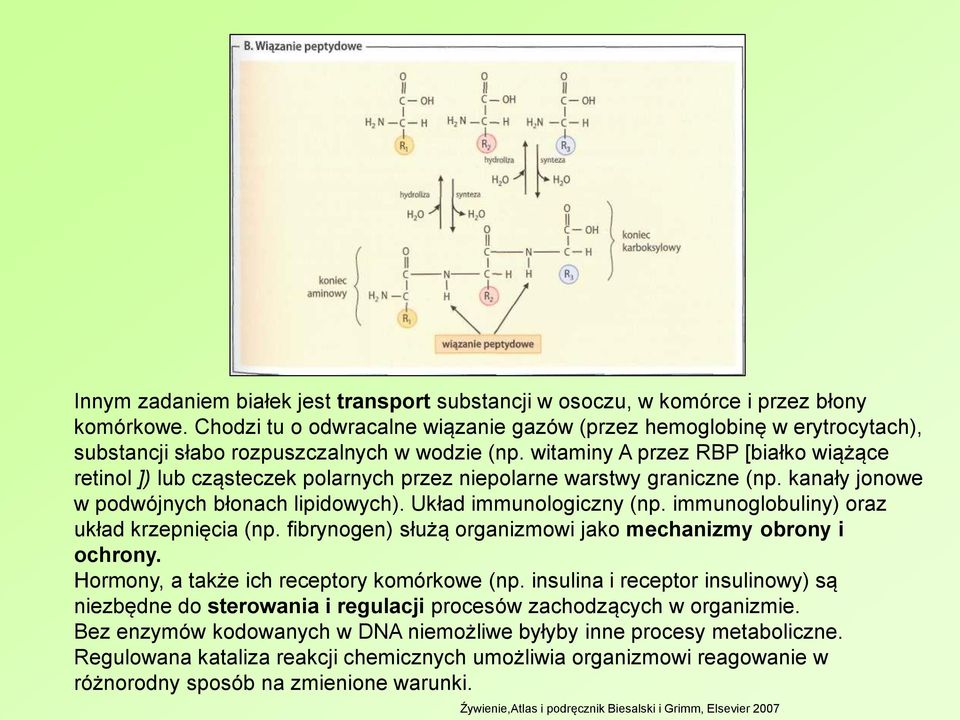 witaminy A przez RBP [białko wiążące retinol ]) lub cząsteczek polarnych przez niepolarne warstwy graniczne (np. kanały jonowe w podwójnych błonach lipidowych). Układ immunologiczny (np.