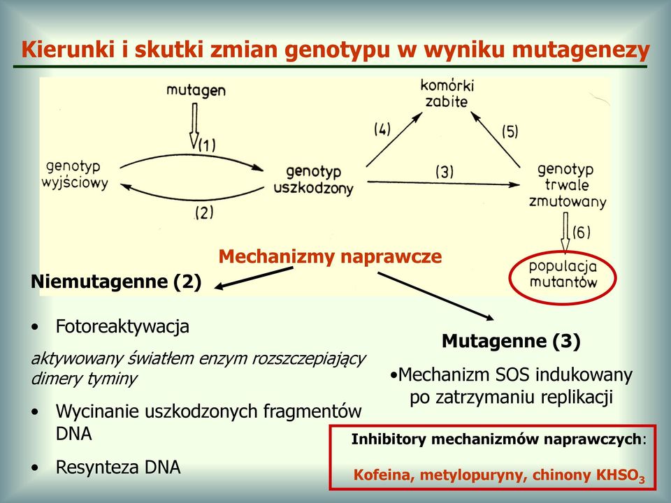 Wycinanie uszkodzonych fragmentów DNA Resynteza DNA Mutagenne (3) Mechanizm SOS