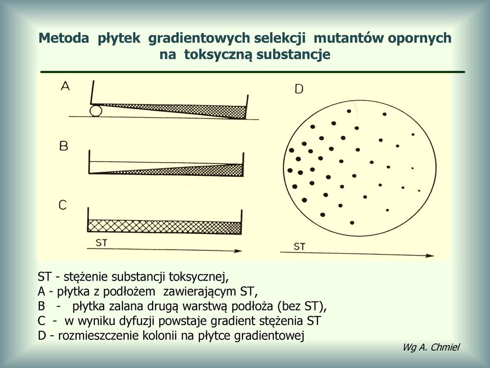 płytka zalana drugą warstwą podłoża (bez ST), C - w wyniku dyfuzji powstaje