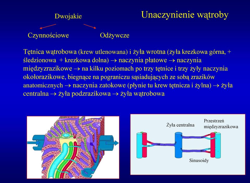 trzy żyły naczynia okołorazikowe, biegnące na pograniczu sąsiadujących ze sobą zrazików anatomicznych naczynia zatokowe