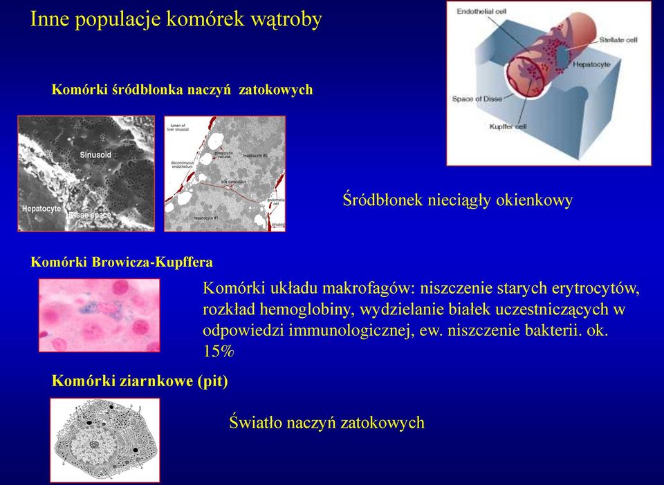 makrofagów: niszczenie starych erytrocytów, rozkład hemoglobiny, wydzielanie białek