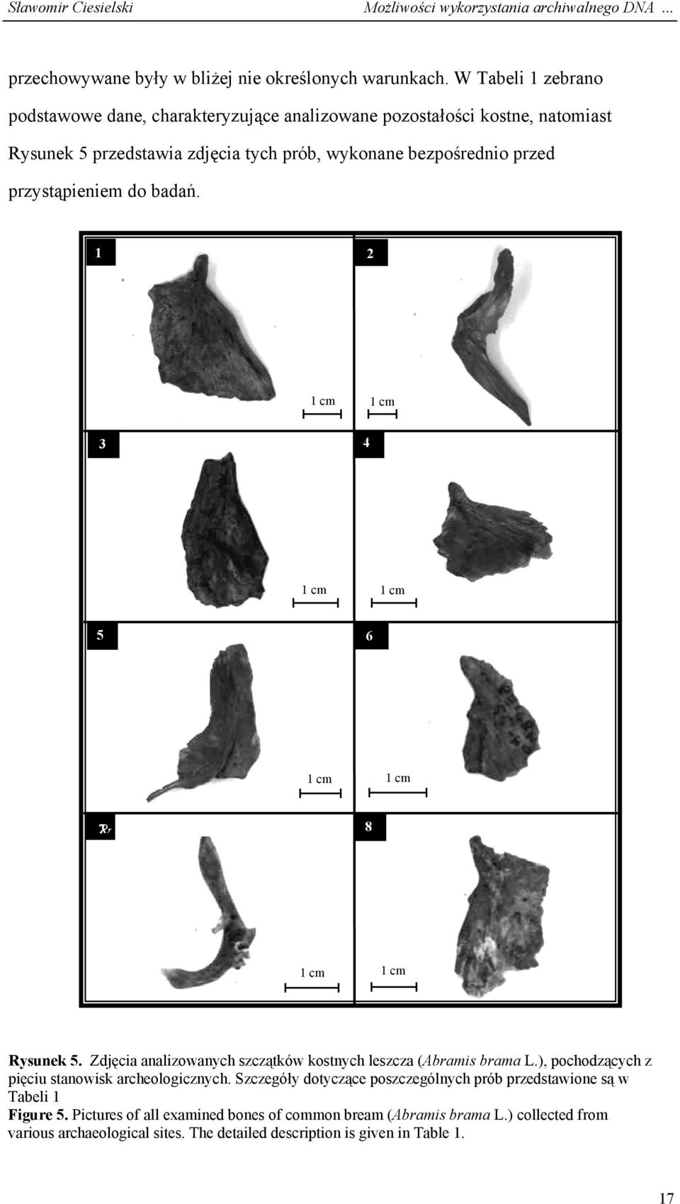 przystąpieniem do badań. 1 2 1 cm 1 cm 3 4 1 cm 1 cm 5 6 1 cm 1 cm & 7 8 1 cm 1 cm Rysunek 5. Zdjęcia analizowanych szczątków kostnych leszcza (Abramis brama L.