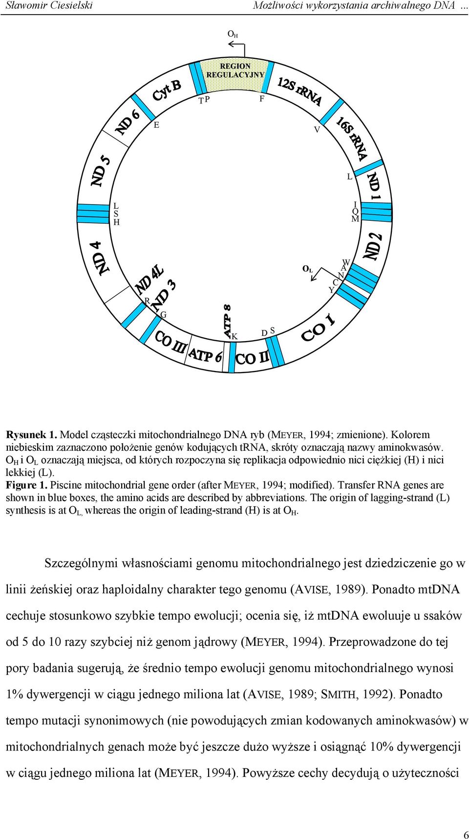 O H i O L oznaczają miejsca, od których rozpoczyna się replikacja odpowiednio nici ciężkiej (H) i nici lekkiej (L). Figure 1. Piscine mitochondrial gene order (after MEYER, 1994; modified).