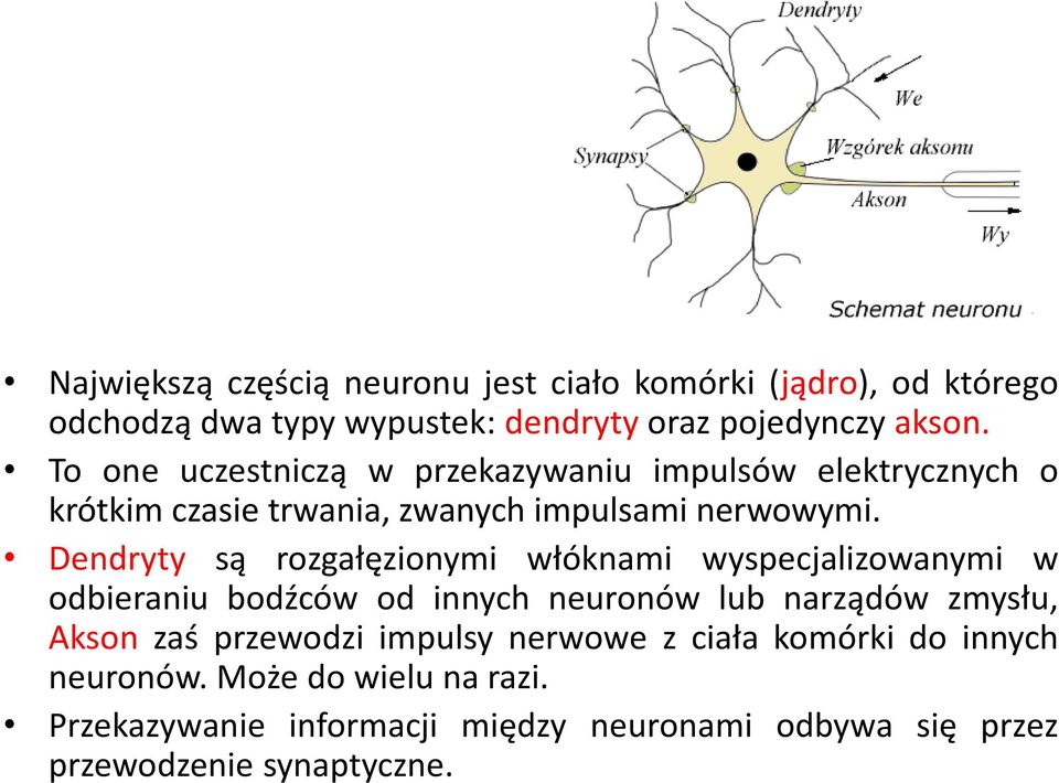 Dendryty są rozgałęzionymi włóknami wyspecjalizowanymi w odbieraniu bodźców od innych neuronów lub narządów zmysłu, Akson zaś