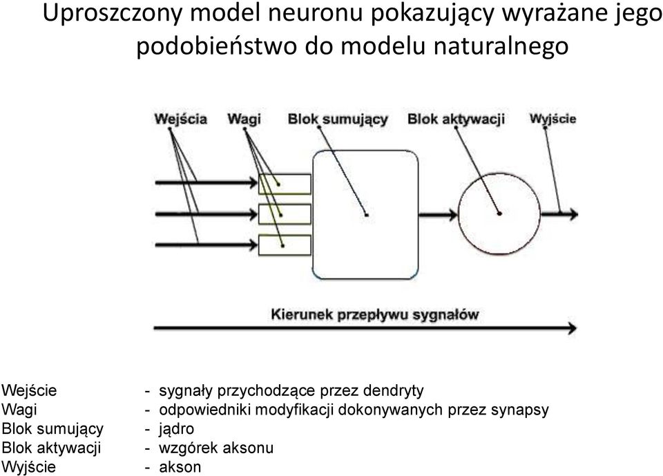 Wyjście - sygnały przychodzące przez dendryty - odpowiedniki