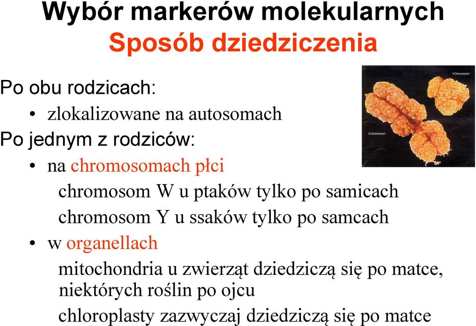 samicach chromosom Y u ssaków tylko po samcach w organellach mitochondria u zwierząt