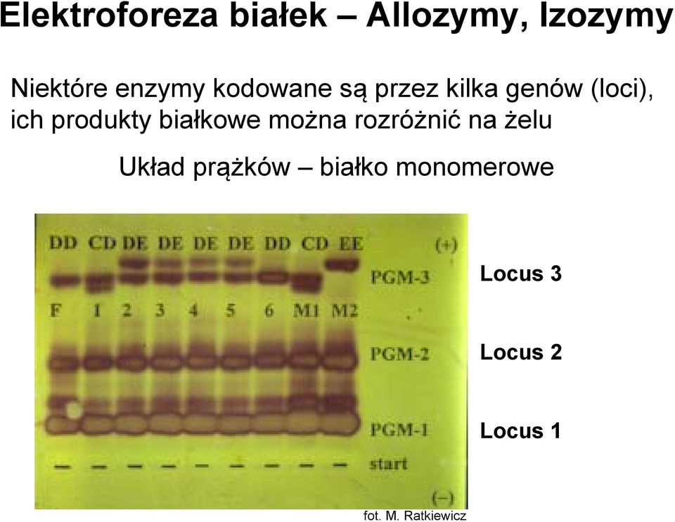 produkty białkowe można rozróżnić na żelu Układ