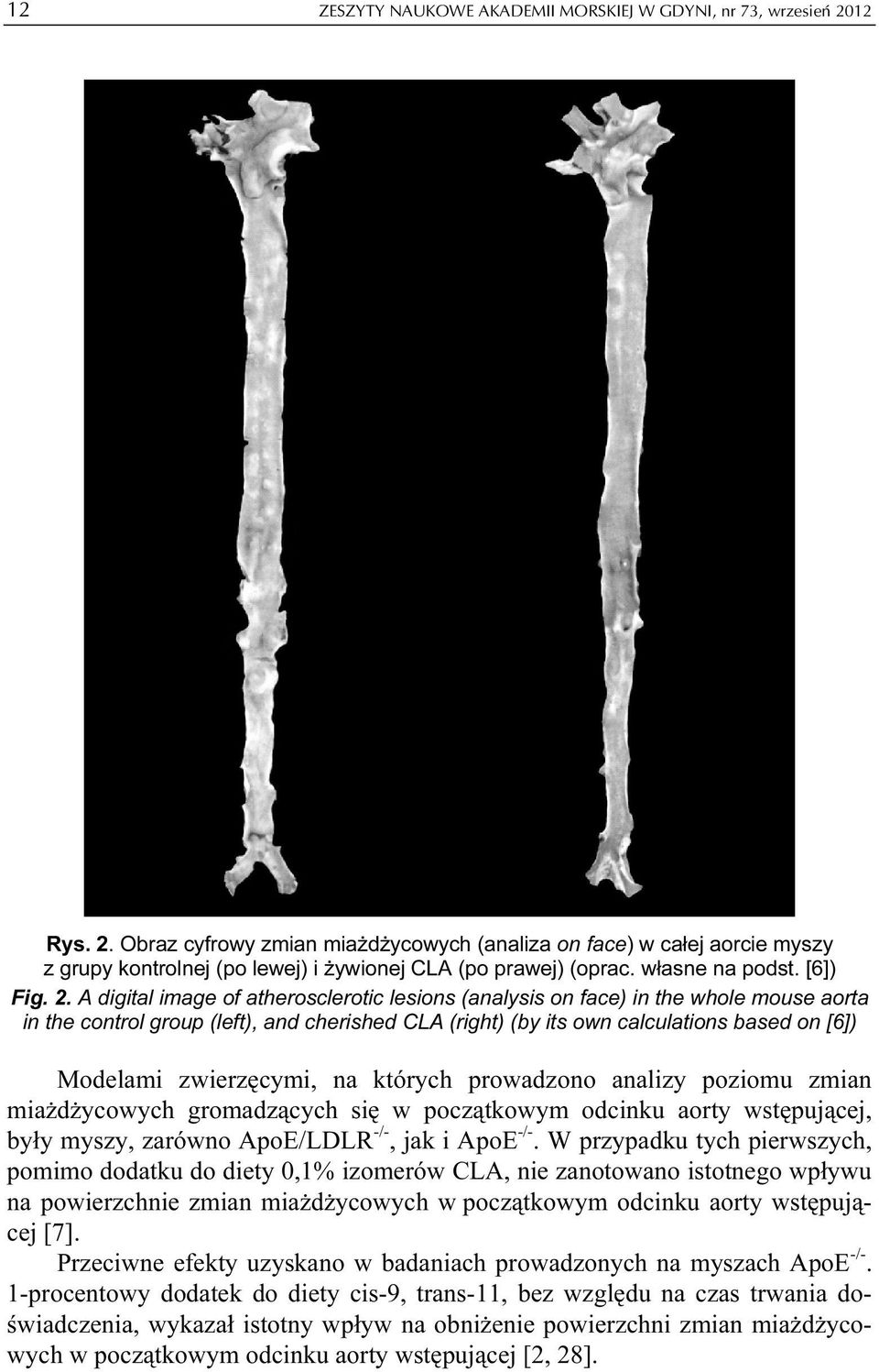 Obraz cyfrowy zmian miażdżycowych (analiza on face) w całej aorcie myszy z grupy kontrolnej (po lewej) i żywionej CLA (po prawej) (oprac. własne na podst. [6]) Fig. 2.