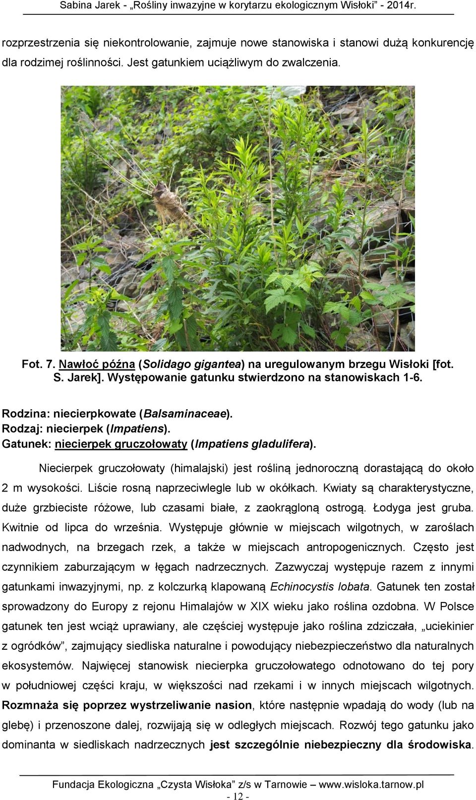 Rodzaj: niecierpek (Impatiens). Gatunek: niecierpek gruczołowaty (Impatiens gladulifera). Niecierpek gruczołowaty (himalajski) jest rośliną jednoroczną dorastającą do około 2 m wysokości.