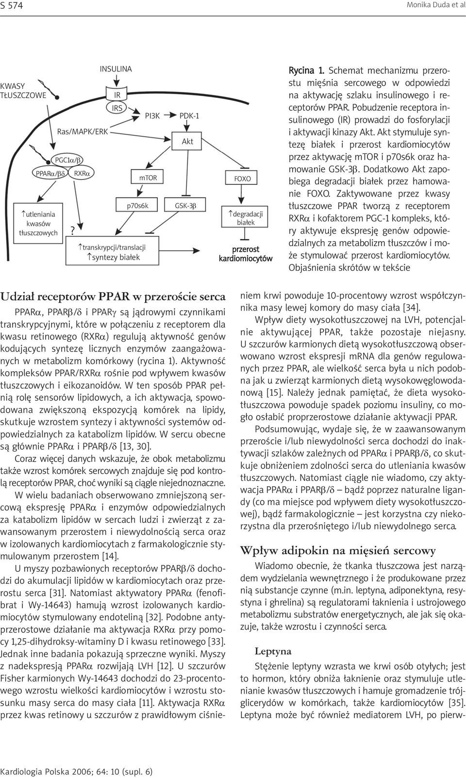 Schemat mechanizmu przerostu mięśnia sercowego w odpowiedzi na aktywację szlaku insulinowego i receptorów PPAR. Pobudzenie receptora insulinowego (IR) prowadzi do fosforylacji i aktywacji kinazy Akt.