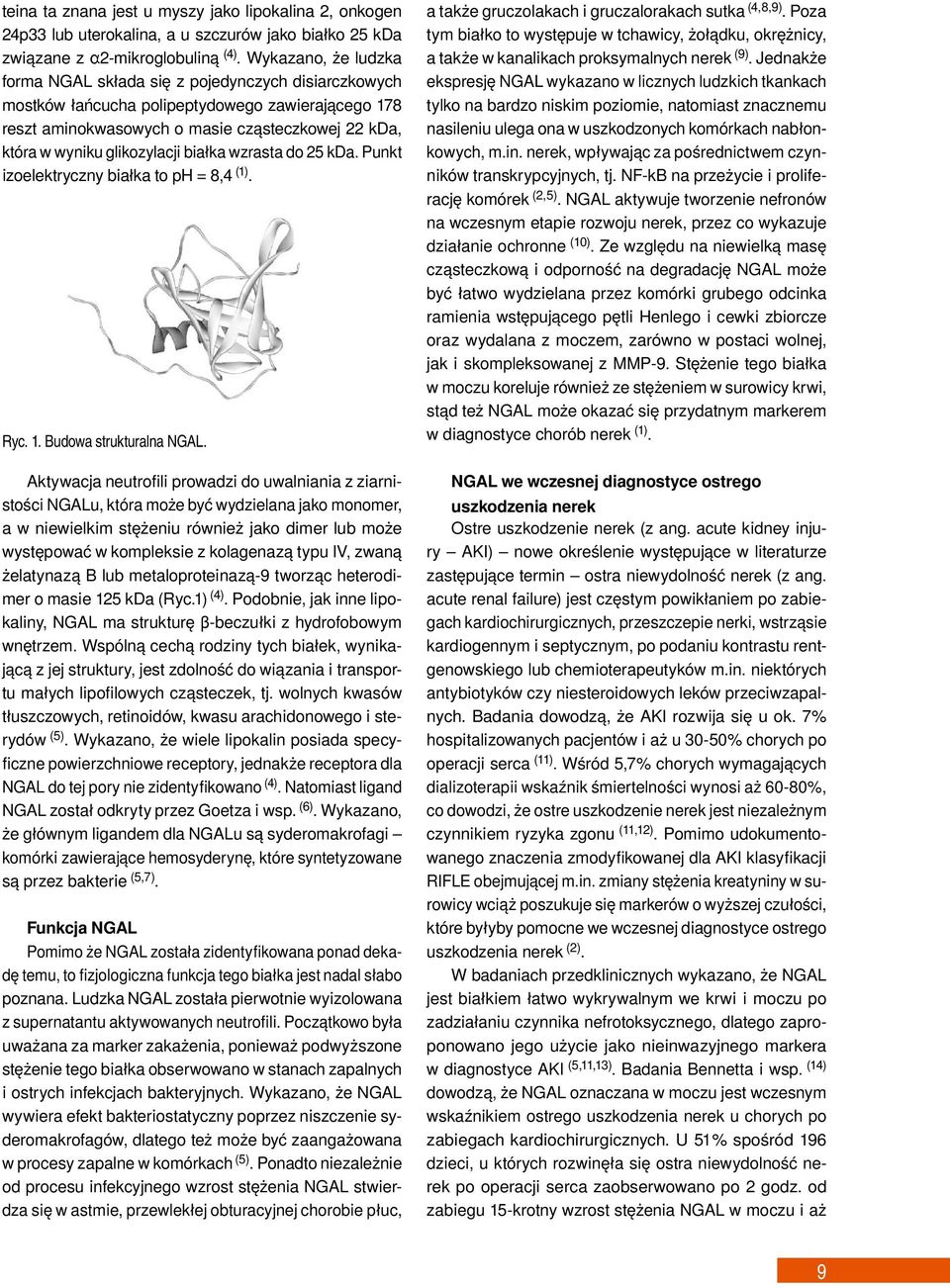 glikozylacji białka wzrasta do 25 kda. Punkt izoelektryczny białka to ph = 8,4 (1). Ryc. 1. Budowa strukturalna NGAL.