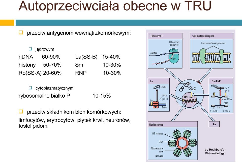 cytoplazmatycznym rybosomalne białko P 10-15% przeciw składnikom błon