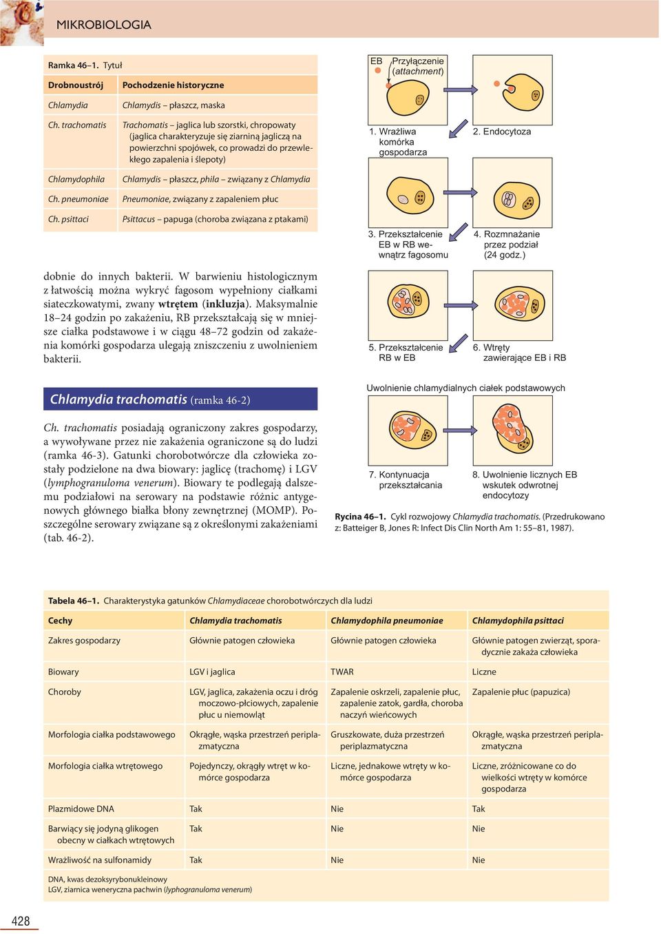 Wrażliwa komórka gospodarza 2. Endocytoza Chlamydophila Chlamydis płaszcz, phila związany z Chlamydia Ch. pneumoniae Pneumoniae, związany z zapaleniem płuc Ch.