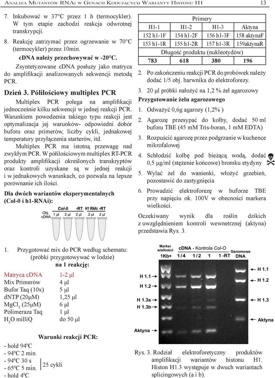 Dzień 3. Półilościowy multiplex PCR Multiplex PCR polega na amplifikacji jednocześnie kilku sekwencji w jednej reakcji PCR.