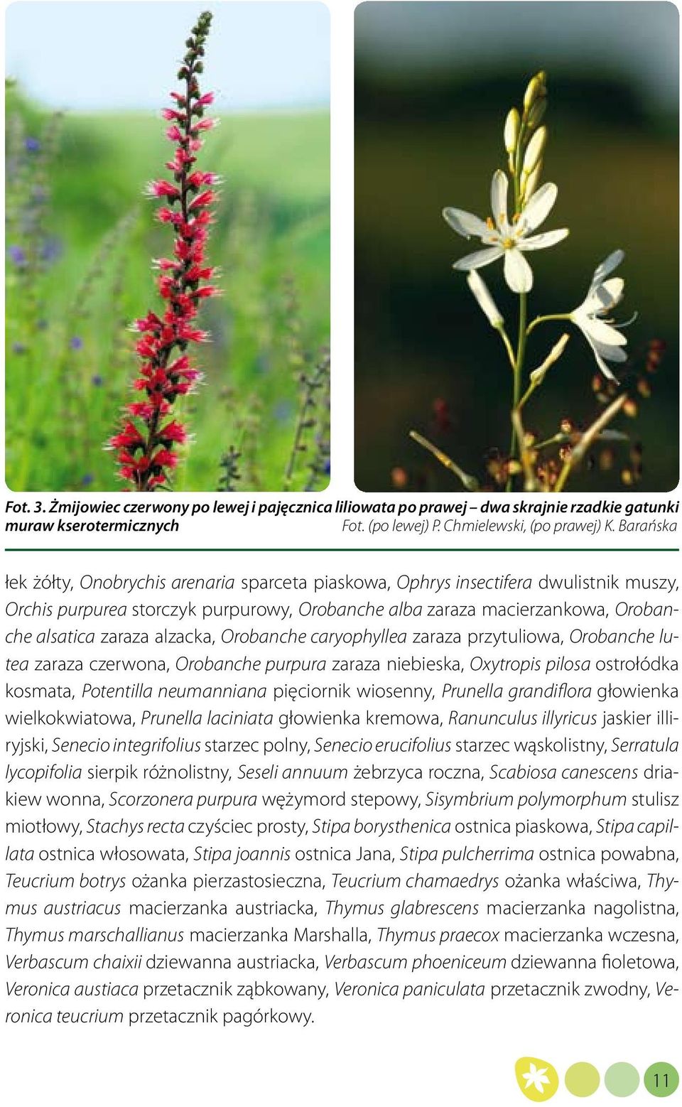 alzacka, Orobanche caryophyllea zaraza przytuliowa, Orobanche lutea zaraza czerwona, Orobanche purpura zaraza niebieska, Oxytropis pilosa ostrołódka kosmata, Potentilla neumanniana pięciornik