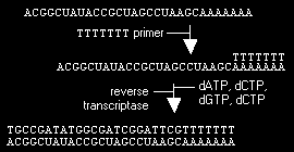 Zastosowanie odwrotnej transkryptazy: 1. Kopiowanie RNA na DNA np. podczas klonowania eukariotycznych genów, w kiedy używa się mrna jako matrycy w syntezie cdna.