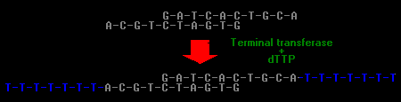 Terminalna transferaza Katalizuje dodawanie nukleotydów dntp do 3 OH końca DNA. Działa na ssdna, dsdna z wystającymi końcami (preferuje wystający koniec 3 ) i mniej efektywnie z tępymi końcami.