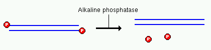 Fosfataza alkaliczna Usuwa 5 -fosforan z ssdna, dsdna i RNA, rntp i dntp. Metaloenzym (Zn II) Bakteryjna fosfataza alkaliczna (BAP) najbardziej efektywna, ale jest oporna na ogrzewanie i detergenty.