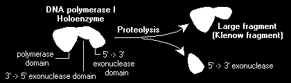 Fragment Klenowa DNA polimerazy I polimeraza I pozbawiona N-końcowej domeny stanowi tzw.