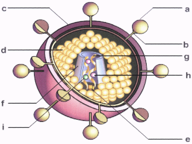 Schemat budowy wirusa HIV a) glikoproteina 120, b) glikoproteina 41, c) lipidowa osłonka zewnętrzna,