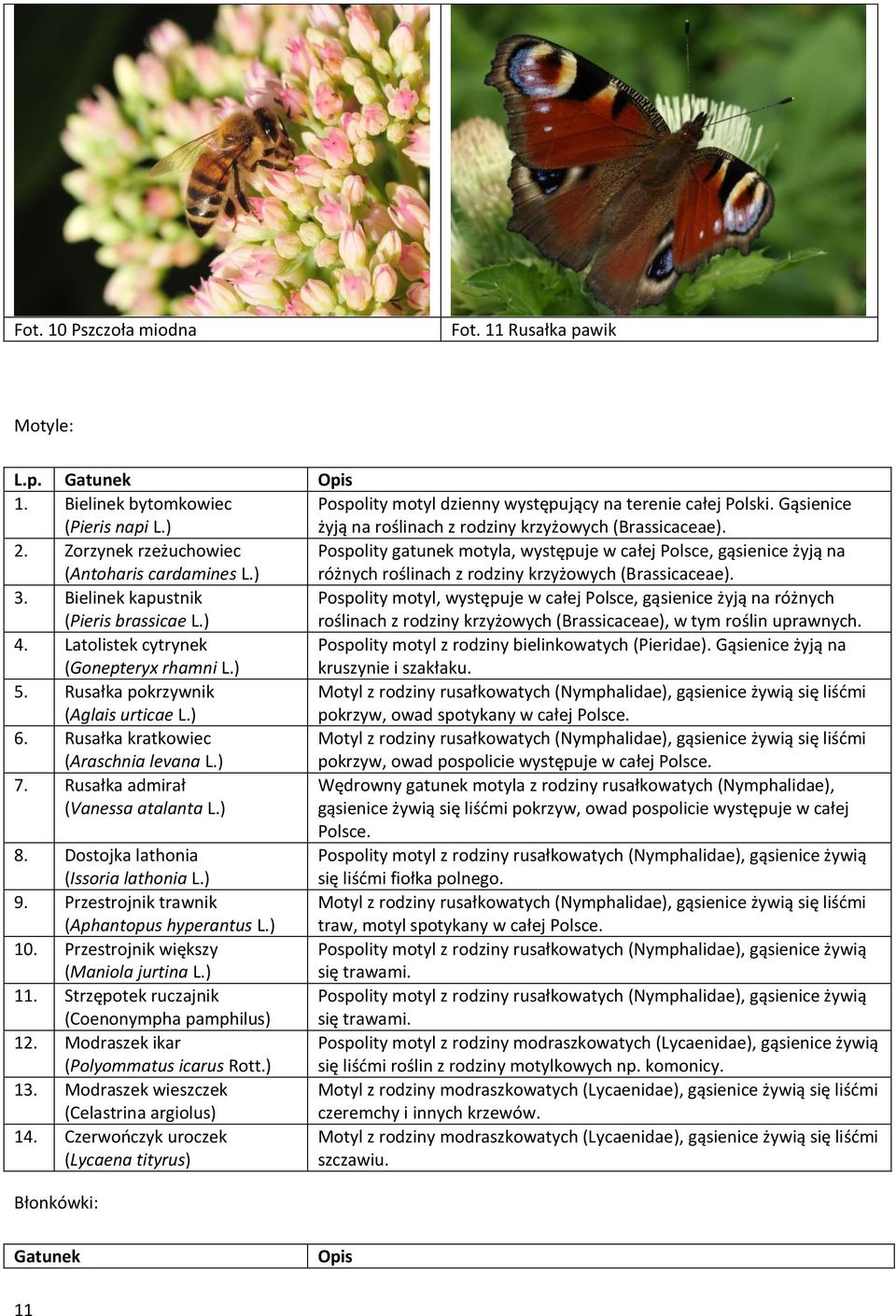 ) Pospolity gatunek motyla, występuje w całej Polsce, gąsienice żyją na różnych roślinach z rodziny krzyżowych (Brassicaceae). 3. Bielinek kapustnik (Pieris brassicae L.