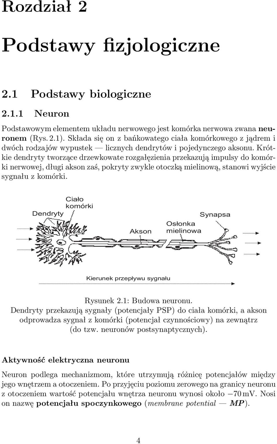 Krótkie dendryty tworzące drzewkowate rozgałęzienia przekazują impulsy do komórki nerwowej, długi akson zaś, pokryty zwykle otoczką mielinową, stanowi wyjście sygnału z komórki.