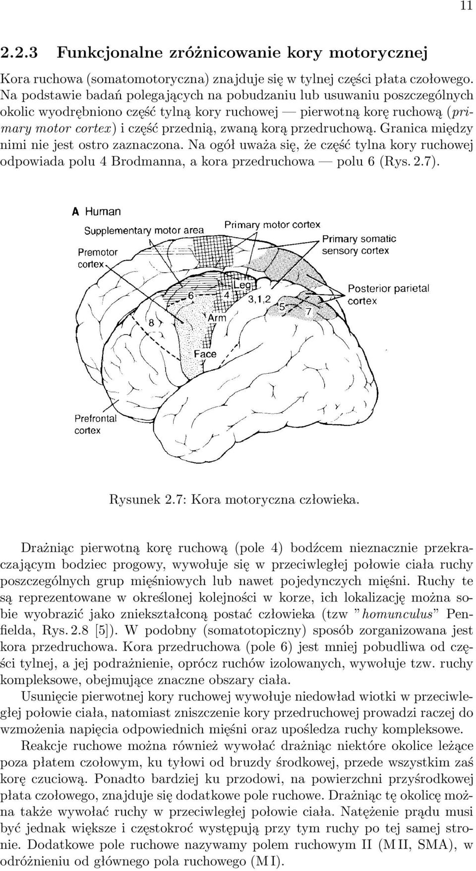 przedruchową. Granica między nimi nie jest ostro zaznaczona. Na ogół uważa się, że część tylna kory ruchowej odpowiada polu 4 Brodmanna, a kora przedruchowa polu 6 (Rys. 2.7). Rysunek 2.