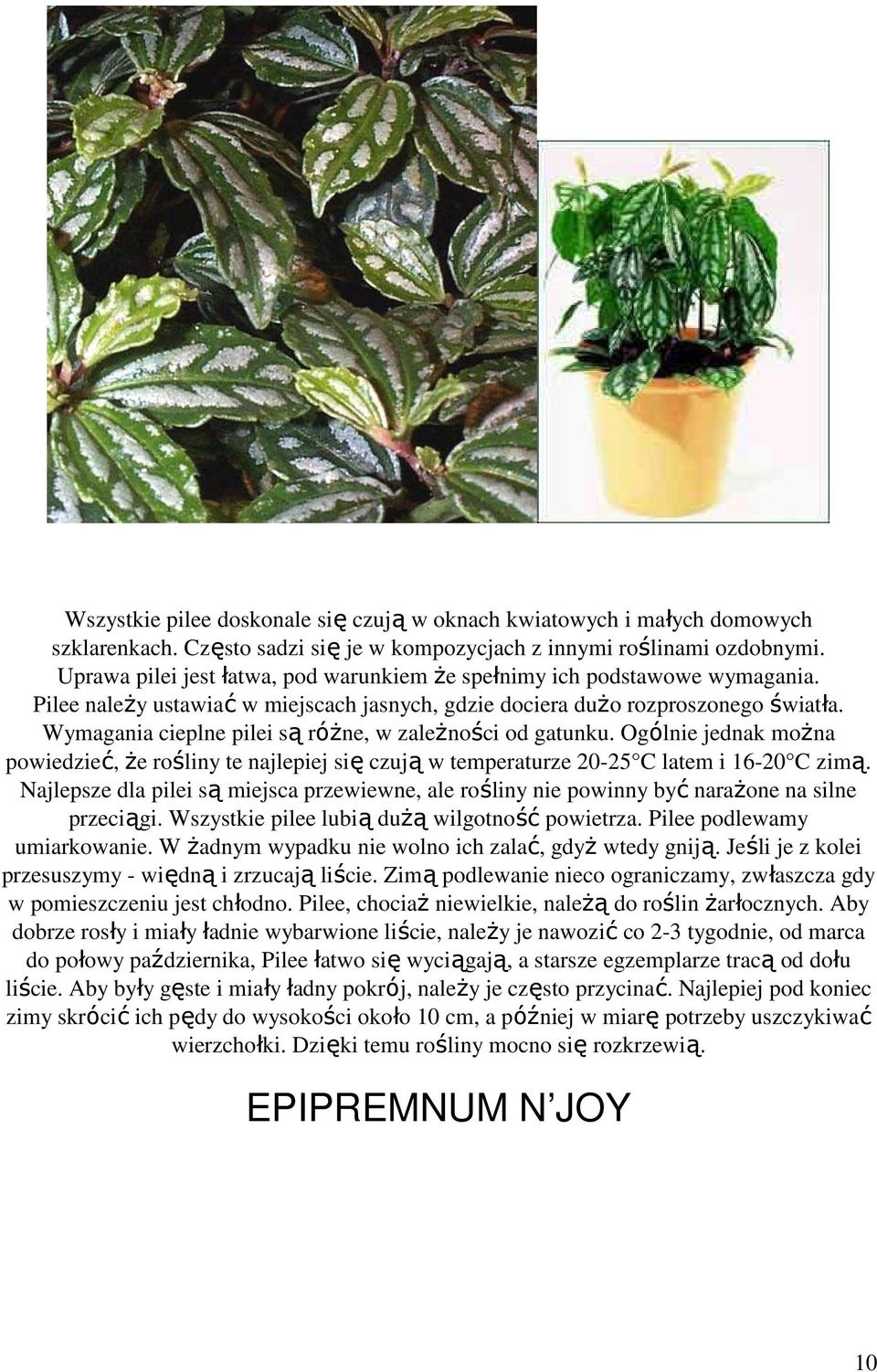Wymagania cieplne pilei są róŝne, w zaleŝności od gatunku. Ogólnie jednak moŝna powiedzieć, Ŝe rośliny te najlepiej się czują w temperaturze 20-25 C latem i 16-20 C zimą.