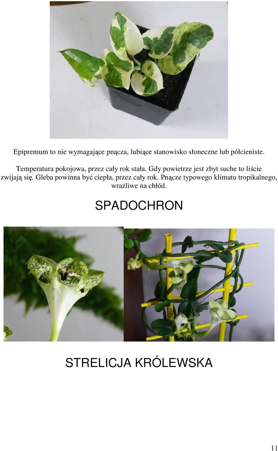 Gdy powietrze jest zbyt suche to liście zwijają się.