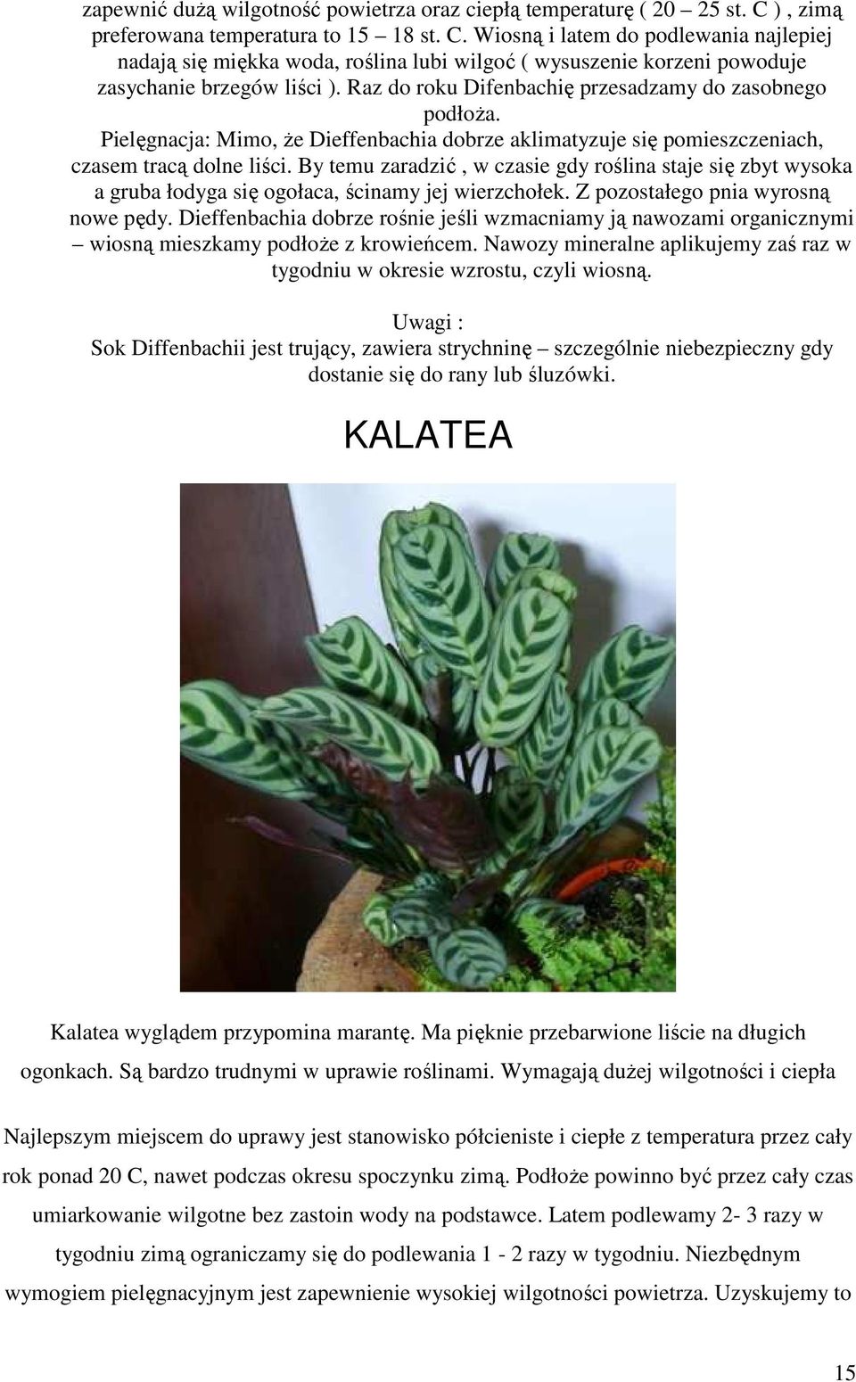 Raz do roku Difenbachię przesadzamy do zasobnego podłoŝa. Pielęgnacja: Mimo, Ŝe Dieffenbachia dobrze aklimatyzuje się pomieszczeniach, czasem tracą dolne liści.