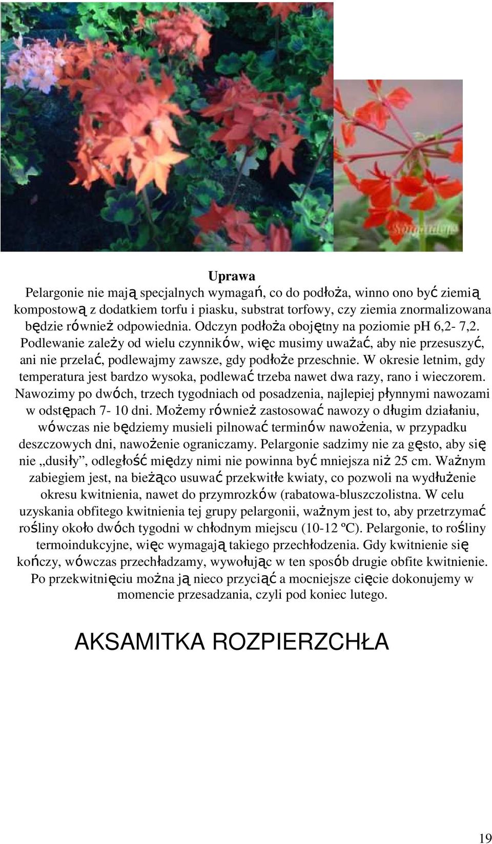 W okresie letnim, gdy temperatura jest bardzo wysoka, podlewać trzeba nawet dwa razy, rano i wieczorem.