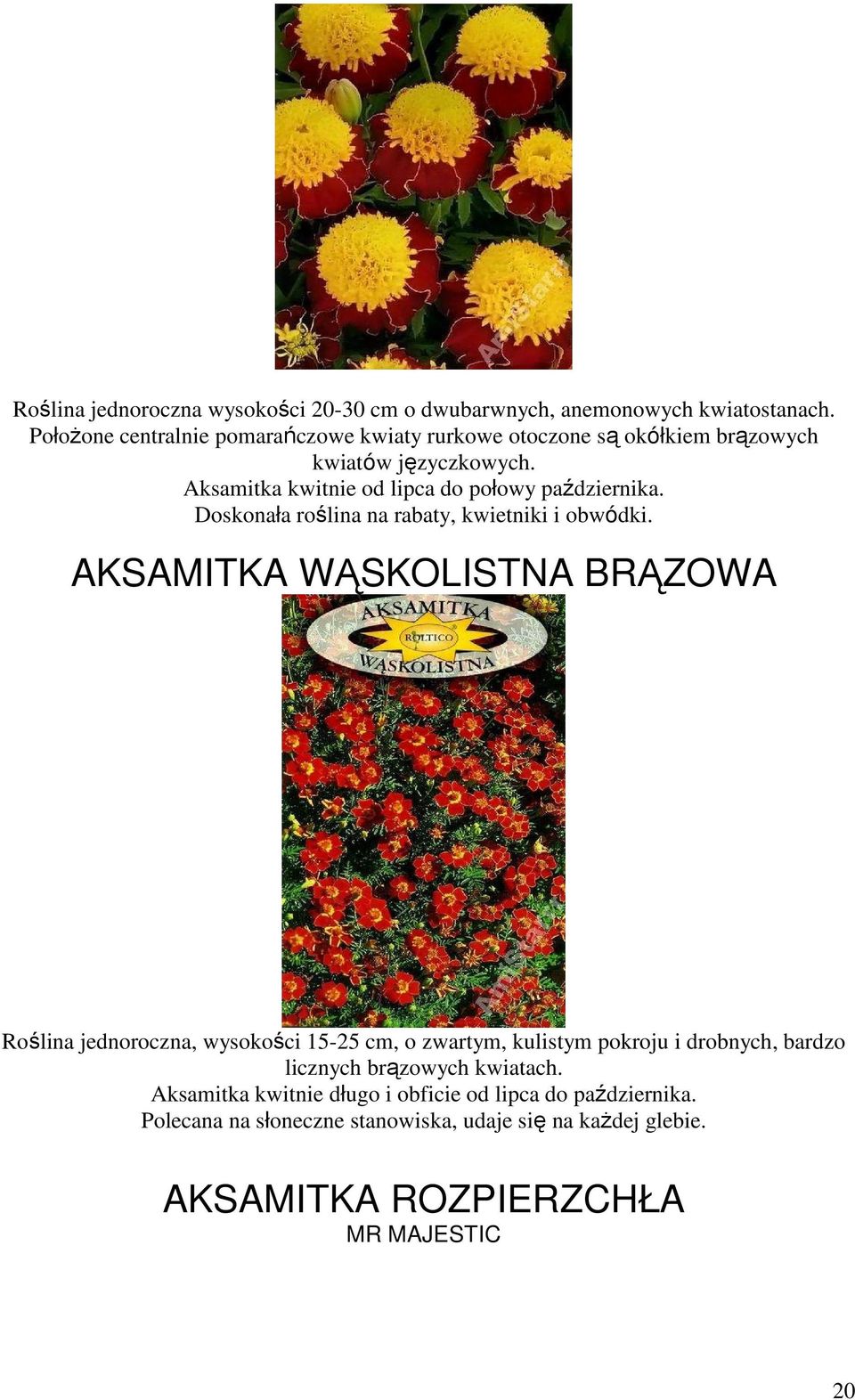 Aksamitka kwitnie od lipca do połowy października. Doskonała roślina na rabaty, kwietniki i obwódki.