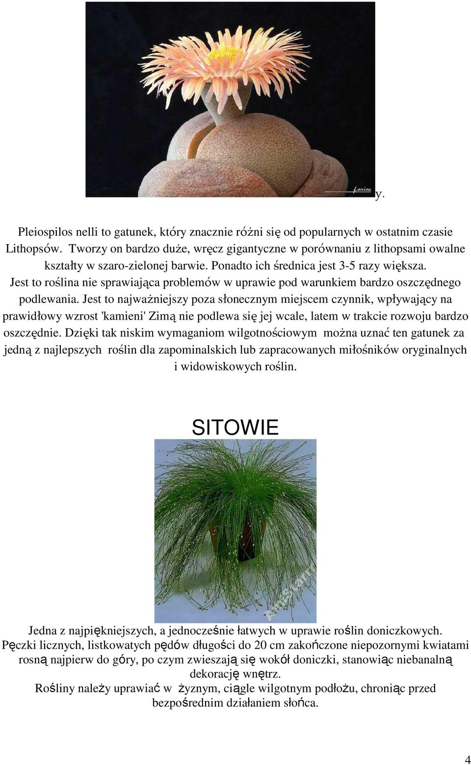 Jest to roślina nie sprawiająca problemów w uprawie pod warunkiem bardzo oszczędnego podlewania.
