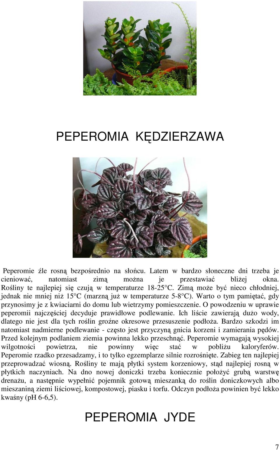 Warto o tym pamiętać, gdy przynosimy je z kwiaciarni do domu lub wietrzymy pomieszczenie. O powodzeniu w uprawie peperomii najczęściej decyduje prawidłowe podlewanie.