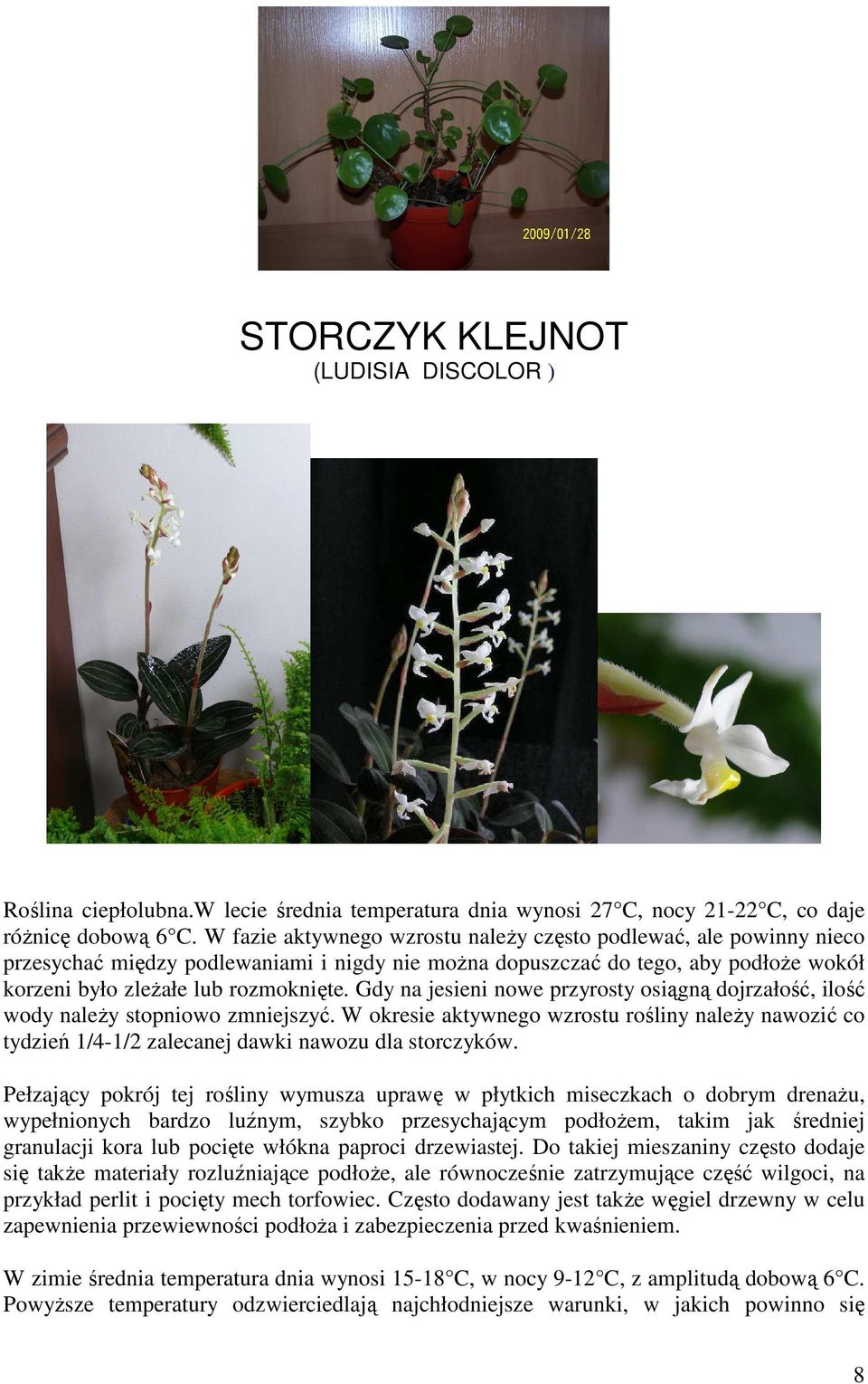 Gdy na jesieni nowe przyrosty osiągną dojrzałość, ilość wody naleŝy stopniowo zmniejszyć. W okresie aktywnego wzrostu rośliny naleŝy nawozić co tydzień 1/4-1/2 zalecanej dawki nawozu dla storczyków.