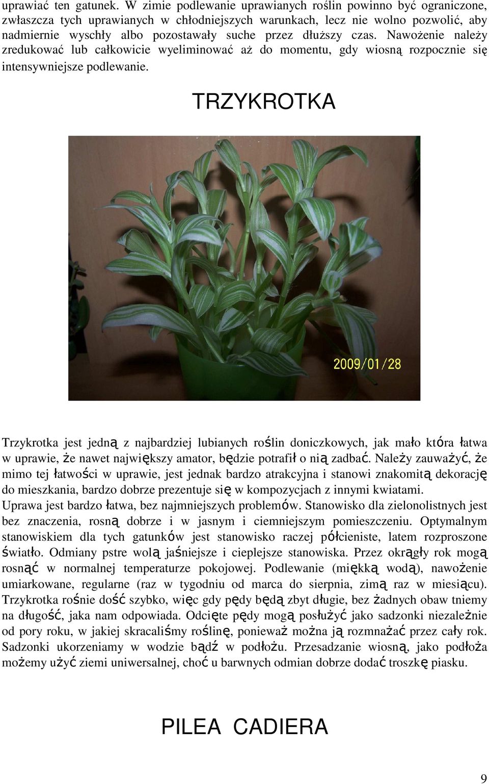 dłuŝszy czas. NawoŜenie naleŝy zredukować lub całkowicie wyeliminować aŝ do momentu, gdy wiosną rozpocznie się intensywniejsze podlewanie.