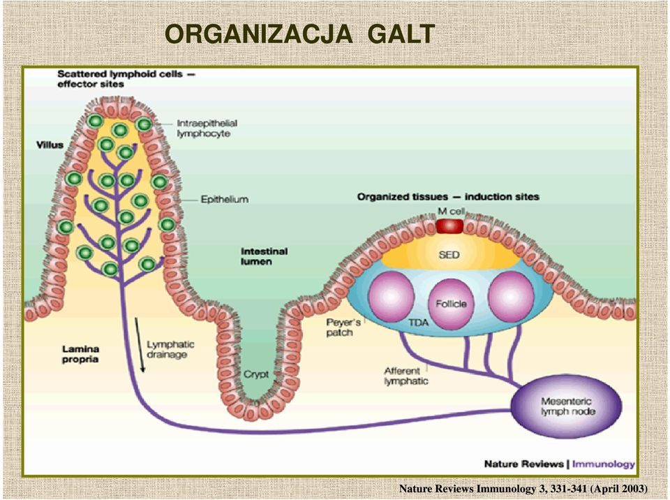 Immunology 3,