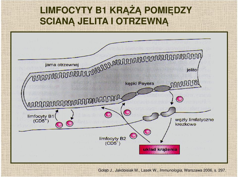 J., Jakóbisiak M., Lasek W.